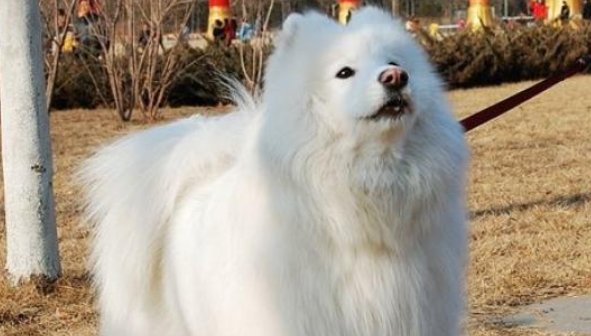 库瓦斯犬的毛色有几种 库瓦斯犬的毛色有几种