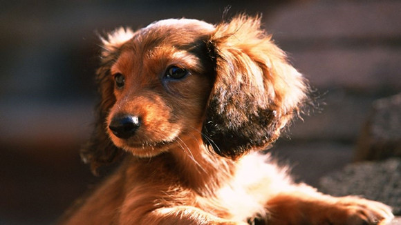 腊肠犬的用途是什么 腊肠犬的用途是什么