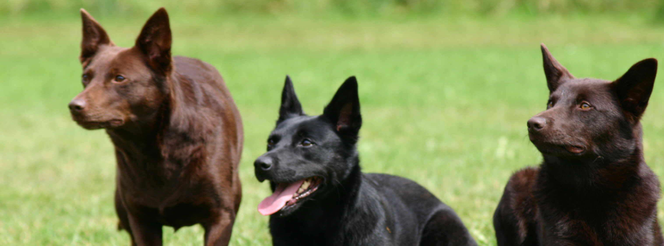 欧亚大陆犬的起源和历史 欧亚大陆犬的起源和历史