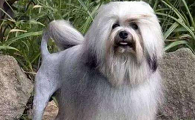 罗秦犬需要训练什么