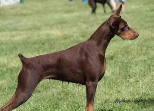 多伯曼犬的性格外貌特征