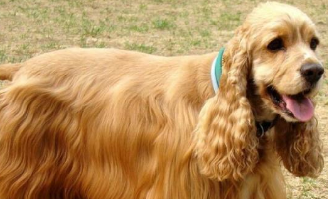 美国可卡犬拉稀应该怎么做 美国可卡犬拉稀应该怎么做