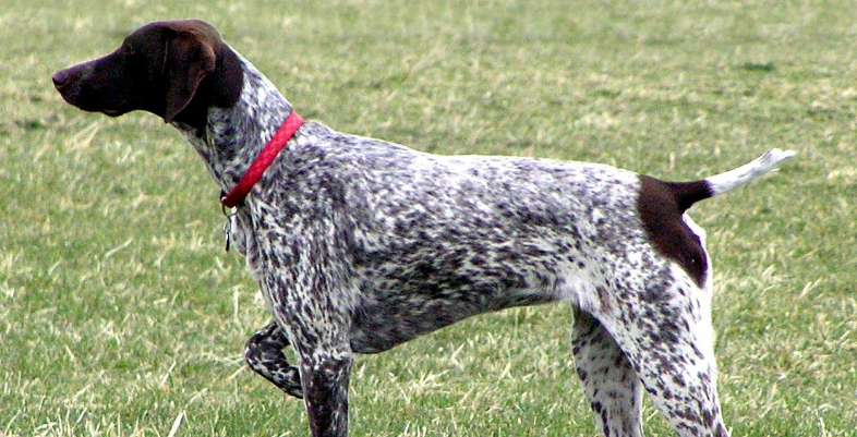 法国指示猎犬怎么训练才听话 法国指示猎犬怎么训练才听话
