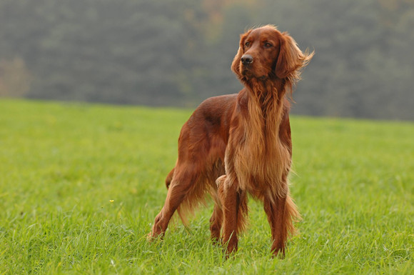 爱尔兰红色赛特犬这一名字最初是由美国爱尔兰养犬俱乐部根据在美国所