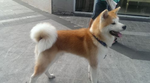 秋田犬的体重大约是多少