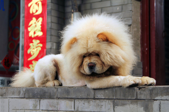 松狮犬的用途是什么