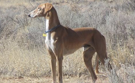 萨路基猎犬如何训练