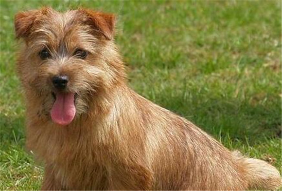 怎么判断罗福梗得了什么病