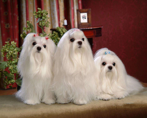 马尔济斯犬聪明吗