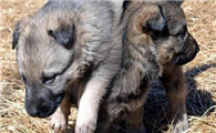 中国昆明犬1天要吃几顿