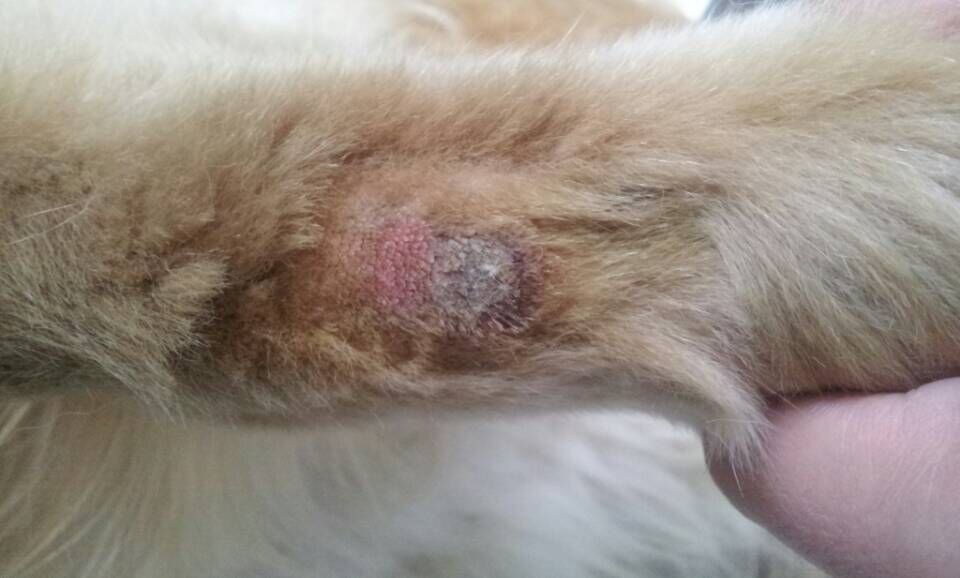狗狗皮肤溃烂化脓发臭用什么药