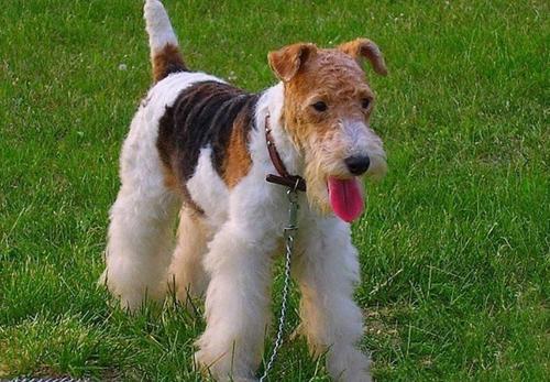 万能梗喜欢什么-宠物网问答