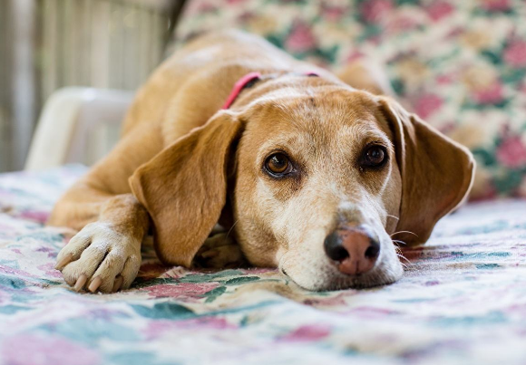 格雷伊猎犬怎么训练才听话