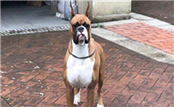 德国拳师犬不能吃什么