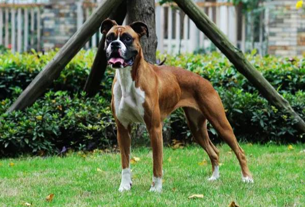拳师犬该怎么喂养 拳师犬该怎么喂养