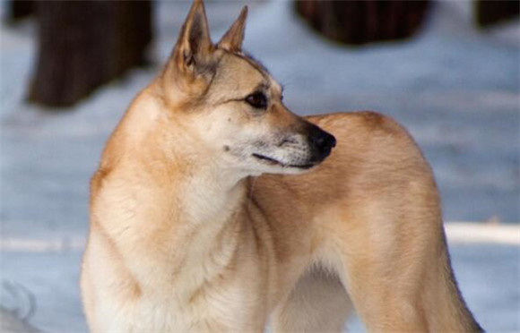 芬兰猎犬的起源和历史 芬兰猎犬的起源和历史