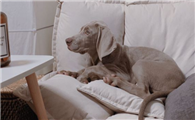 魏玛犬一天吃几顿
