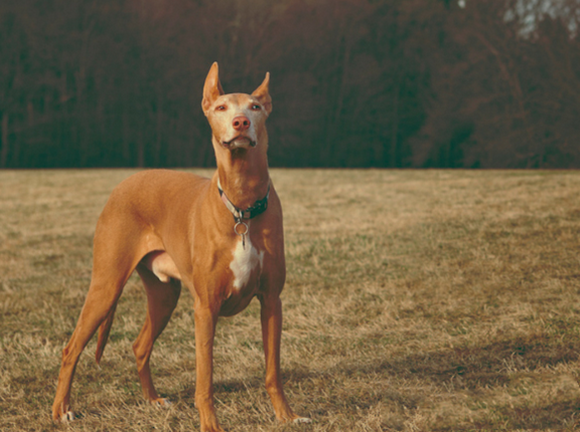 法老王猎犬的毛色有几种