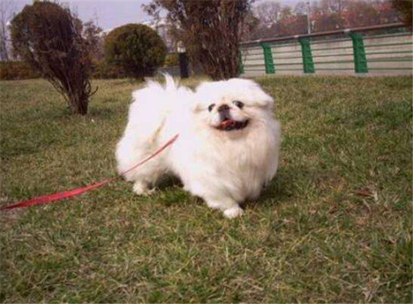 北京犬的体高是多少
