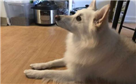 美国爱斯基摩犬的体重大约是多少