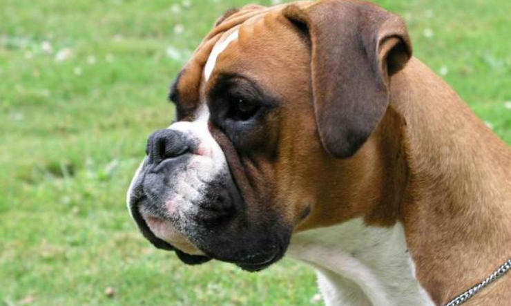 拳师犬吃多了拉稀怎么办 拳师犬吃多了拉稀怎么办
