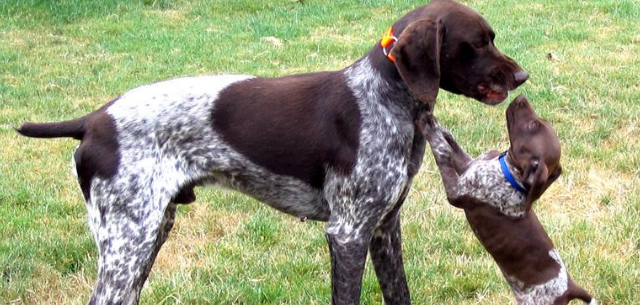 德国长毛指示犬的性格外貌特征