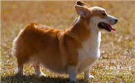 威尔斯柯基犬多少钱一只