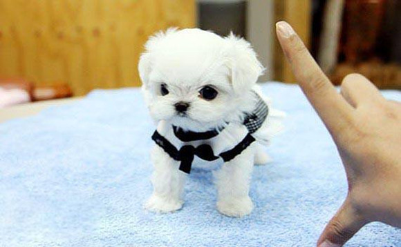 马尔济斯犬有攻击性吗