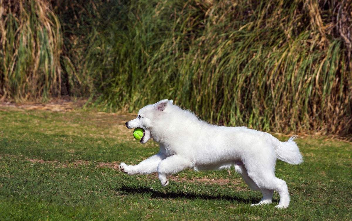 美國愛斯基摩犬吃多了拉稀怎麼辦