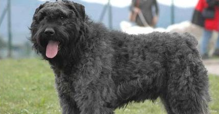 佛兰德牧牛犬起源和介绍-宠物网问答