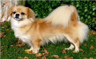 西藏猎犬的挑选小知识分享