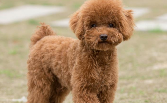 泰迪犬吃多了吐了怎么办 泰迪犬吃多了吐了怎么办