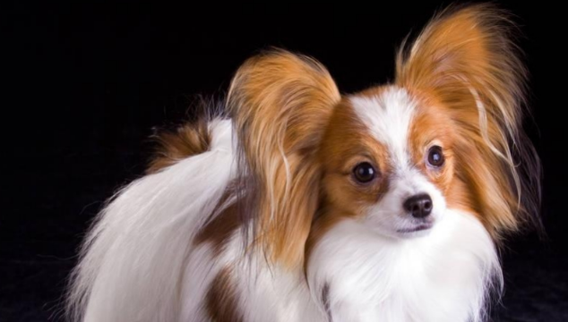 蝴蝶犬的体高是多少