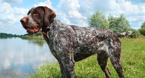 德国长毛指示犬的毛色有几种