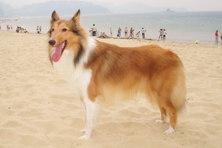 苏格兰牧羊犬训练技巧有哪些