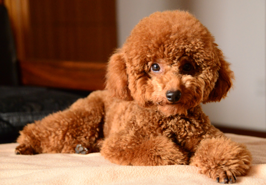 泰迪犬的原产地在哪里 泰迪犬的原产地在哪里