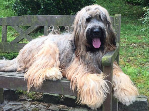 伯瑞犬生活习惯