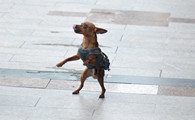 什么东西小鹿犬不能吃