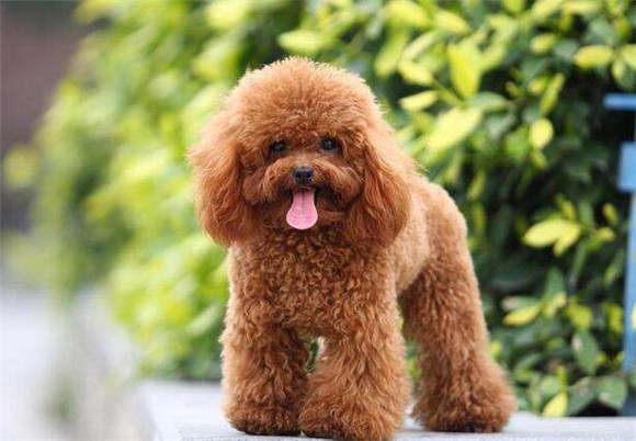 贵宾犬聪明吗