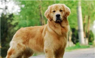 霍夫瓦尔特犬怎么训练才听话
