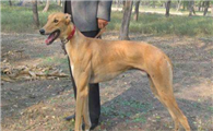 英国猎狐犬的饲养要点有哪些
