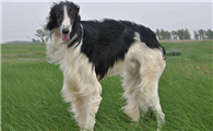 苏俄猎狼犬多大产仔