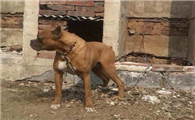 德国拳师犬的性格外貌特征