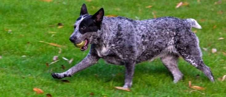 断尾狗喜欢什么