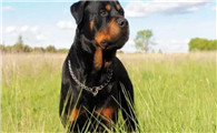 罗威纳犬的起源和历史