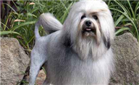罗秦犬窝咳吃什么药最好