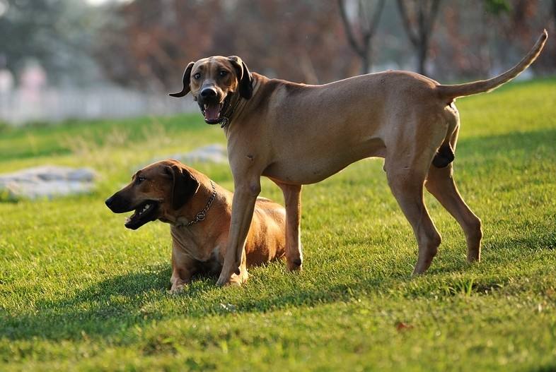 羅得西亞脊背犬多大產仔