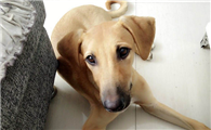 格雷伊猎犬的性格外貌特征