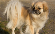 西藏猎犬如何训练