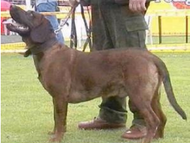 汉诺威猎犬喜欢什么 汉诺威猎犬喜欢什么